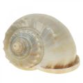 Floristik24 Maritime decoration snail shells sea snails 4-8cm 10p