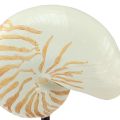 Floristik24 Maritime decorative sculpture snail shell with base 30.5cm