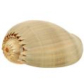 Floristik24 Melo roller snail shell nature 20cm - 22cm