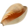 Floristik24 Melo roller snail shell nature 20cm - 22cm