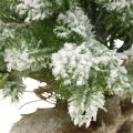 Floristik24 Mini Christmas tree in a sack snowy Ø25cm H42cm