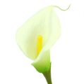 Mini Calla artificial white L 28cm 12 pcs | Floristik24.ie