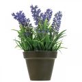Floristik24 Mini lavender in a pot artificial plant lavender decoration H16cm