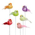 Floristik24 Mini bird assorted colors 7cm 12pcs