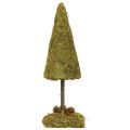 Floristik24 Mini Christmas tree table decoration moss tree H30.5cm