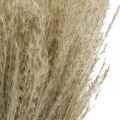 Floristik24 Dry Grass Miscanthus 55-75cm Feather Grass Natural 100p