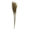 Floristik24 Miscanthus Chinese reed dry grasses dry decoration 75cm 10pcs