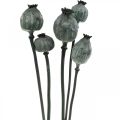 Floristik24 Poppy seed capsules black colored dry floristry poppy seed decoration 50-60cm 5pcs