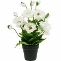 Floristik24 Poppy in a pot white silk flowers floral decoration