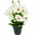 Floristik24 Poppy in a pot white silk flowers floral decoration