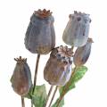 Floristik24 Artificial poppy seed pods yellow, brown H70cm
