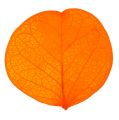 Floristik24 Moneta Leaves Apricot 50g