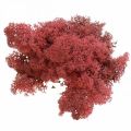 Floristik24 Decorative moss for handicrafts Red colored natural moss in a 40g bag