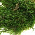 Floristik24 Decorative moss for handicrafts green, dark green 100g