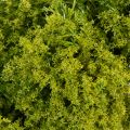 Artificial moss wreath, decorative for table or door, 28cm | Floristik24.ie
