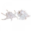 Floristik24 Shells, maritime decoration, snail shells white-golden L22/17cm set of 2