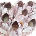 Floristik24 Deco shell barnacles nature, maritime decoration