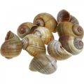 Snail decoration, snail shells maritime nature, green 10 pieces