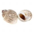 Floristik24 Natural snail shells 500g