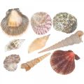 Floristik24 Shell mix, shells and snail shells, summer decoration H3–5cm/L2.5–9cm 950g