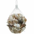 Floristik24 Mussel mix and snail shells in a net nature 400g