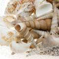 Floristik24 Mussel mix and snail shells in a net nature 400g
