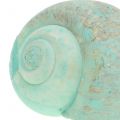 Floristik24 Snail shell assortment green 500g