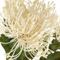 Floristik24 Pincushion artificial flowers exotic protea leucospermum cream 73cm 3pcs