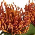 Floristik24 Pincushion Exotic Artificial Flower Orange Leucospermum Protea 73cm 3pcs