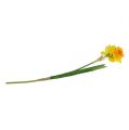 Floristik24 Daffodil yellow L40cm