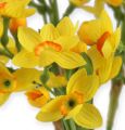 Floristik24 Daffodil bouquet in yellow 35cm 3pcs