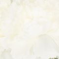 Artificial carnation bouquet, white artificial flowers, decoration, 4 bunches | Floristik24.ie
