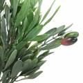 Floristik24 Artificial Olive Branch Green 27cm 7 strands