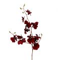 Floristik24 Orchid Oncidium 70cm dark red 3pcs