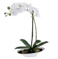 Floristik24 Orchid Phalaenopsis in bowl white H40cm