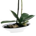 Floristik24 Orchid Phalaenopsis in bowl white H40cm