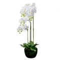 Floristik24 Orchid white with globe 110cm