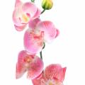 Floristik24 Orchid Phalaenopsis artificial pink 60cm