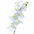 Floristik24 Orchid White 77cm