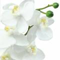 Floristik24 Orchid White 77cm