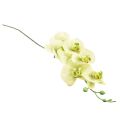 Floristik24 Orchid Artificial Yellow Green Phalaenopsis L83cm