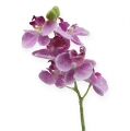 Floristik24 Orchid with glitter, pink 35cm