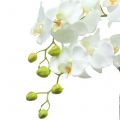 Floristik24 Orchid White on 65cm bulb