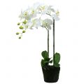 Floristik24 Orchid White on 65cm bulb