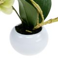 Floristik24 Orchids in a green pot H30cm