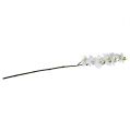 Floristik24 Orchid branch white L58cm