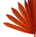 Floristik24 Palmspear Sun Orange 30pcs