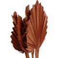 Floristik24 Palmspear palm leaves natural decoration brown 5-9×14cm L35cm 4pcs