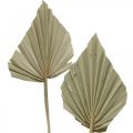 Floristik24 Mini palm spear, dry flowers, advent decoration, commemoration days natural L33–34cm W7–9cm 4pcs