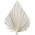 Floristik24 Palm spear washed white 10cm - 15cm L33cm 65p